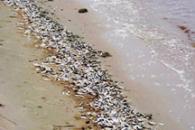 Fish Kill in the Gulf of Oman