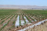 Just Add Water: a Modern Agricultural Revolution in the Fertile Crescent