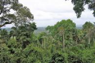 Defying Dry: Amazon Greener in Dry Season than Wet