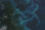 Phytoplankton around the Falkland Islands Phytoplankton around the Falkland Islands