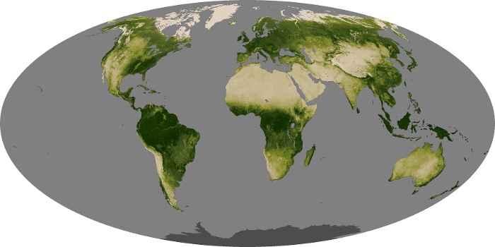 Global Map Vegetation Image 28