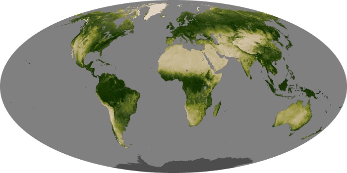 Global Map Vegetation Image 28