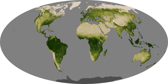 Global Map Vegetation Image 243