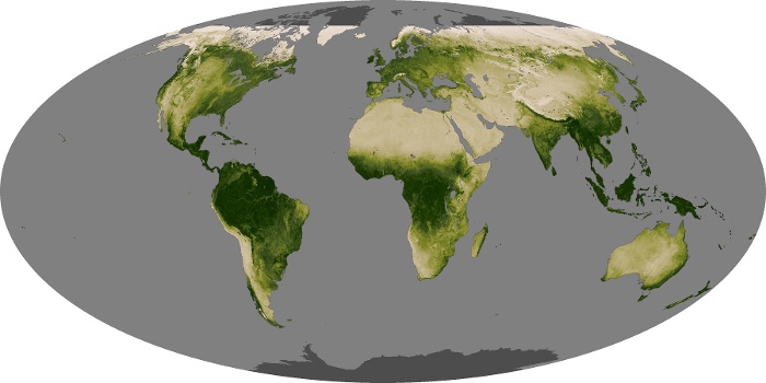 Global Map Vegetation Image 185