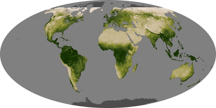 Global Map Vegetation Image 197