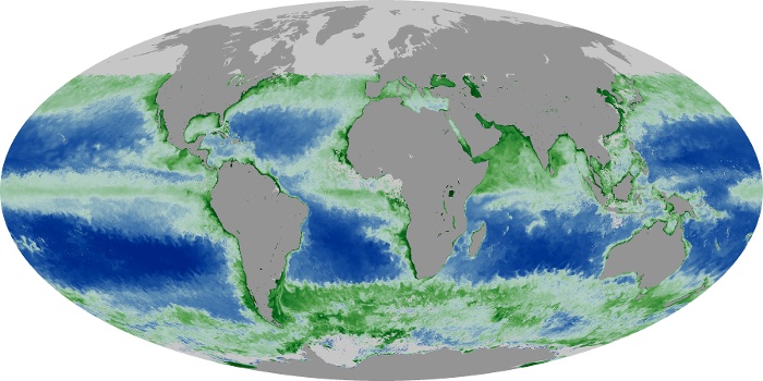 Global Map Chlorophyll Image 42