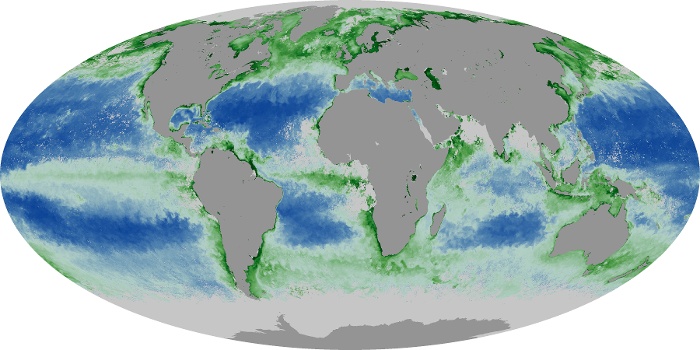 Global Map Chlorophyll Image 50