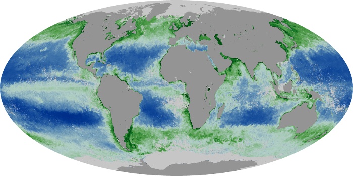 Global Map Chlorophyll Image 52