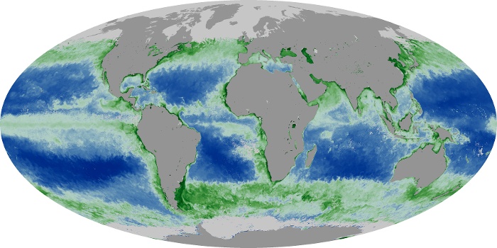 Global Map Chlorophyll Image 77