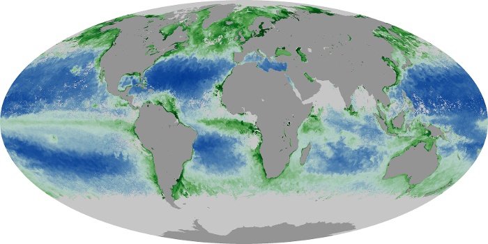 Global Map Chlorophyll Image 145