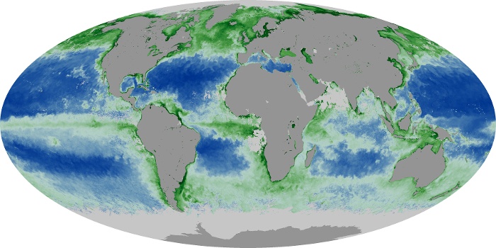 Global Map Chlorophyll Image 116