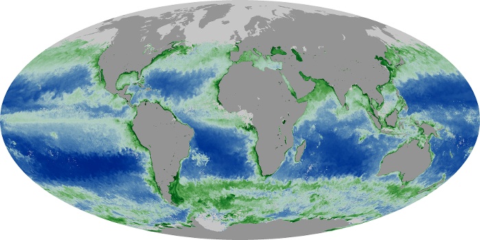 Global Map Chlorophyll Image 259