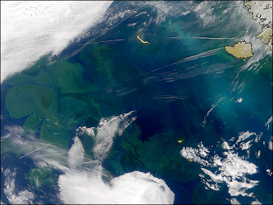 Phytoplankton and Coccolithophores in the Bering Sea