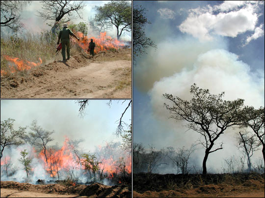 Prescribed Burns During SAFARI