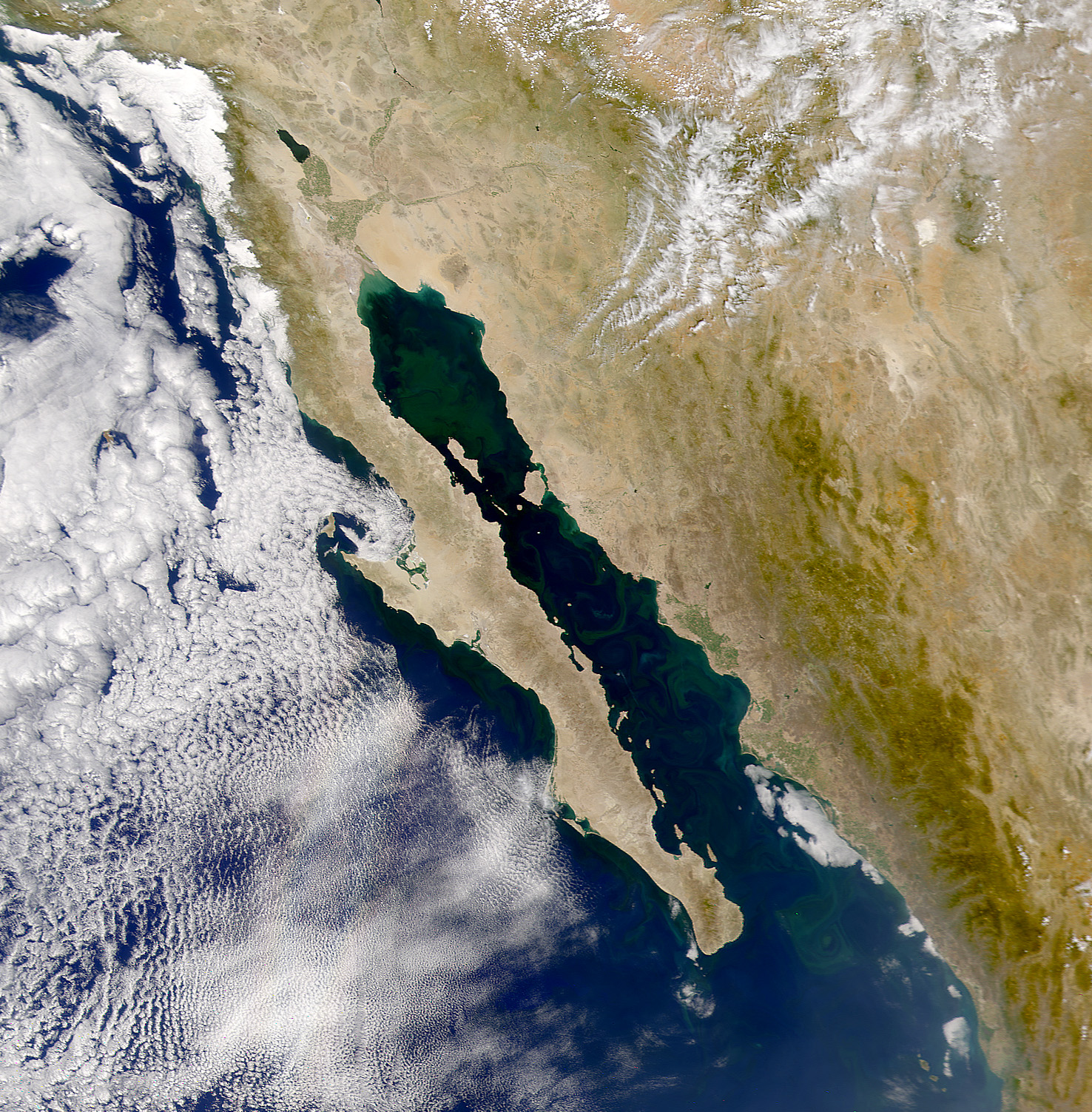 Phytoplankton in the Gulf of California - related image preview