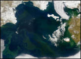 Mystery Plankton Bloom in the Bering Sea