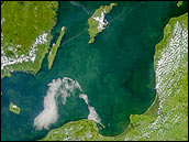 Phytoplankton bloom in the Baltic Sea