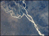 Elephant damage to vegetation in Botswana