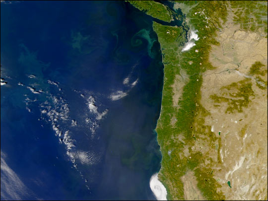 Phytoplankton off the Coast of Washington State