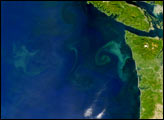 Phytoplankton off the Coast of Washington State