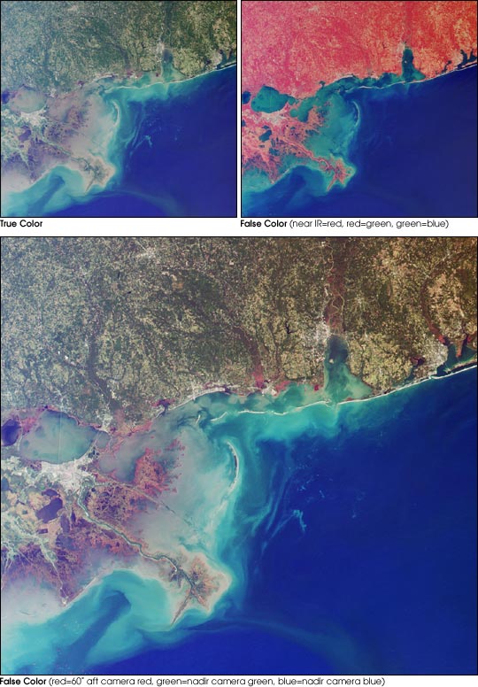 Wetlands of the Gulf Coast - related image preview