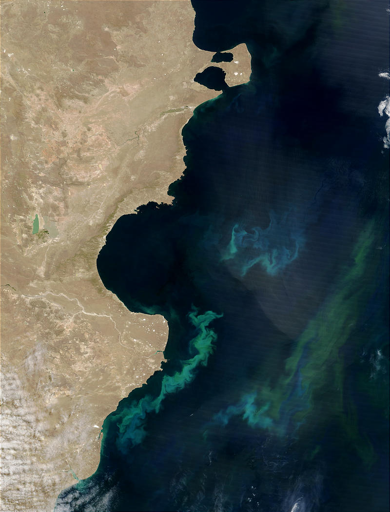 Phytoplankton bloom off Argentina - related image preview