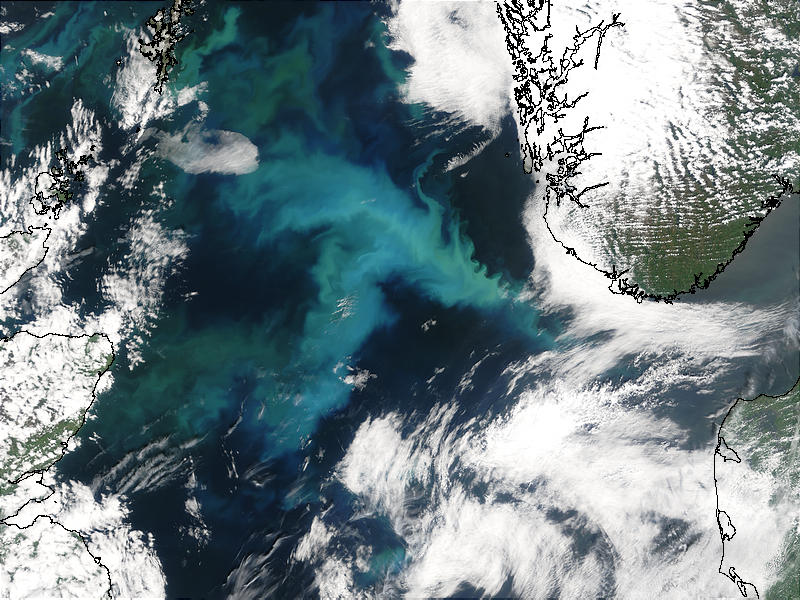 Phytoplankton bloom in the North Sea - related image preview