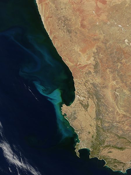 Phytoplankton bloom off South Africa - related image preview