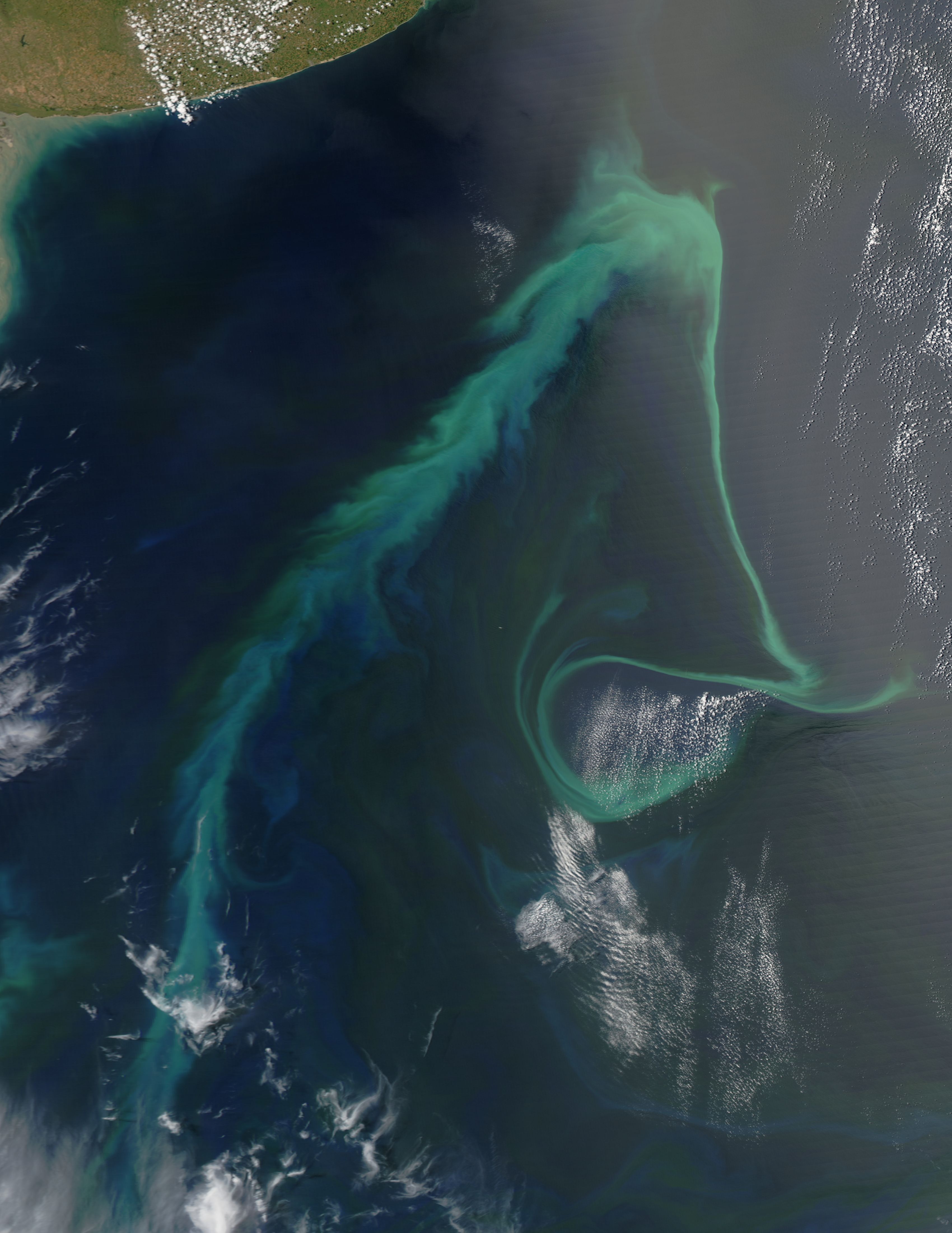 Phytoplankton bloom off Argentina - related image preview