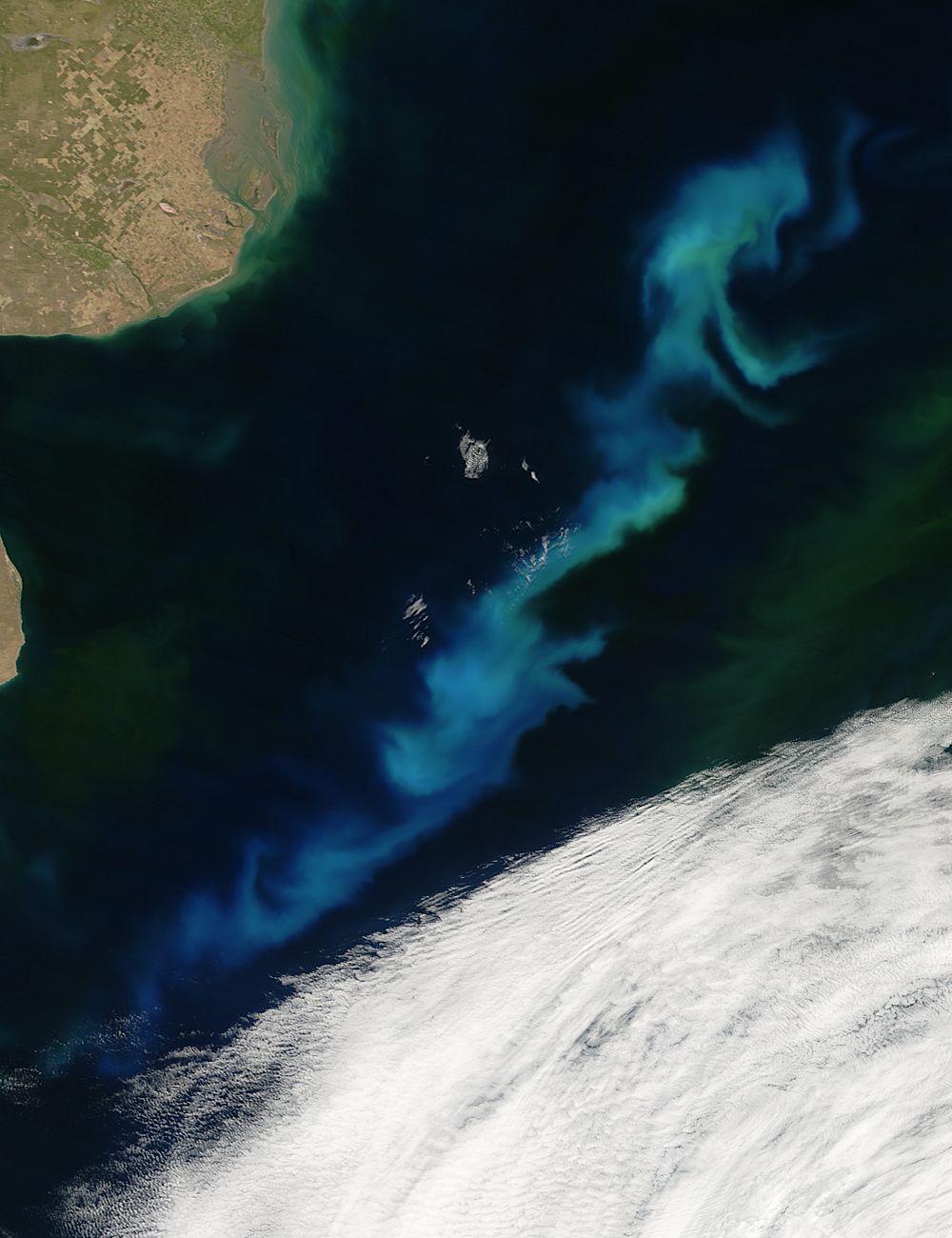 Phytoplankton bloom off Argentina - related image preview