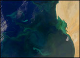 Phytoplankton Bloom off West Africa - selected image