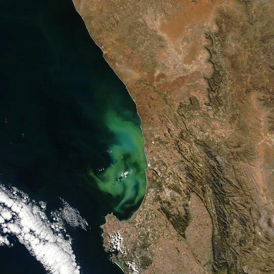 Phytoplankton off South African Coast
