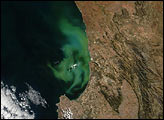 Phytoplankton off South African Coast