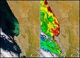Phytoplankton off South African Coast - selected image