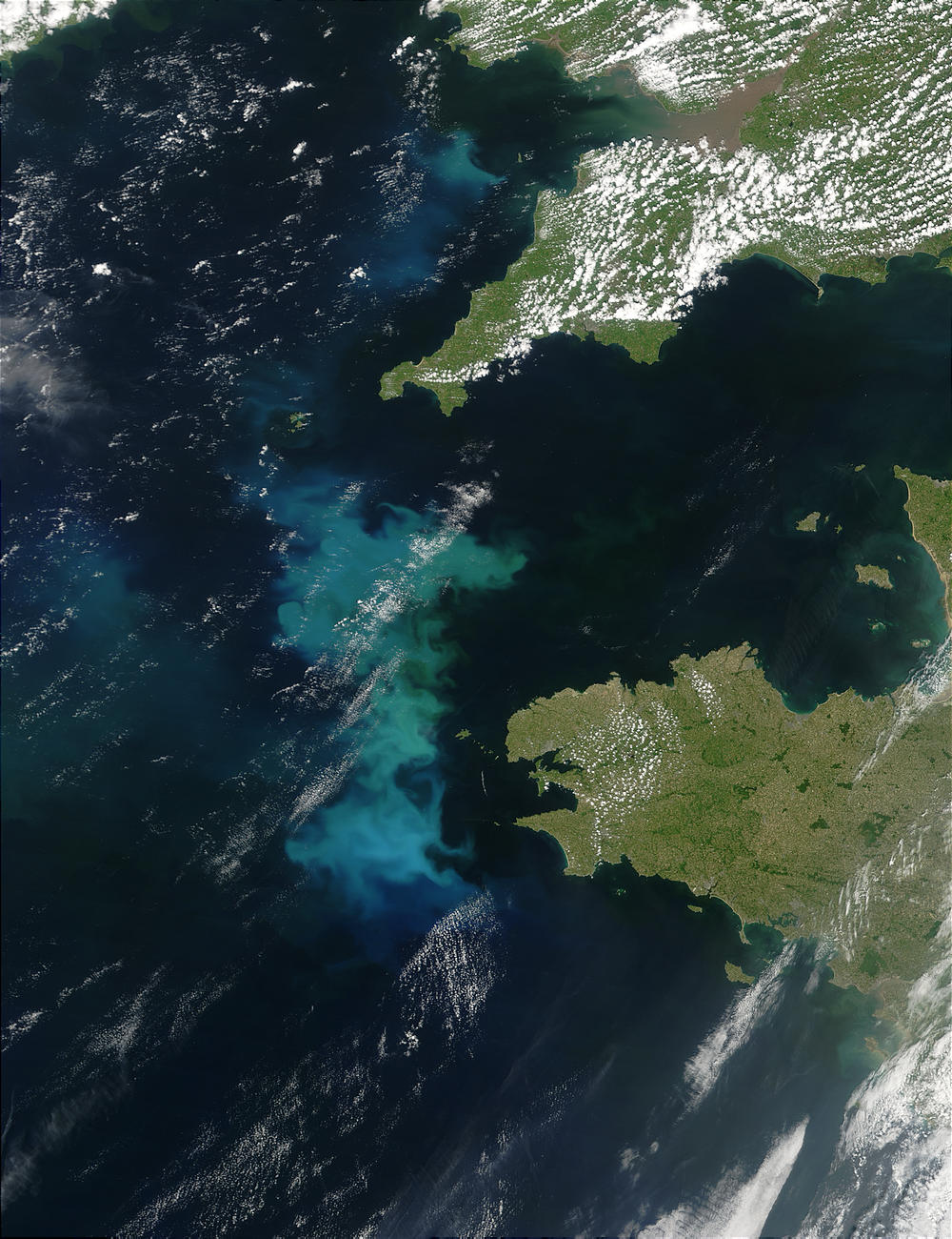 Phytoplankton Bloom off France and UK - related image preview