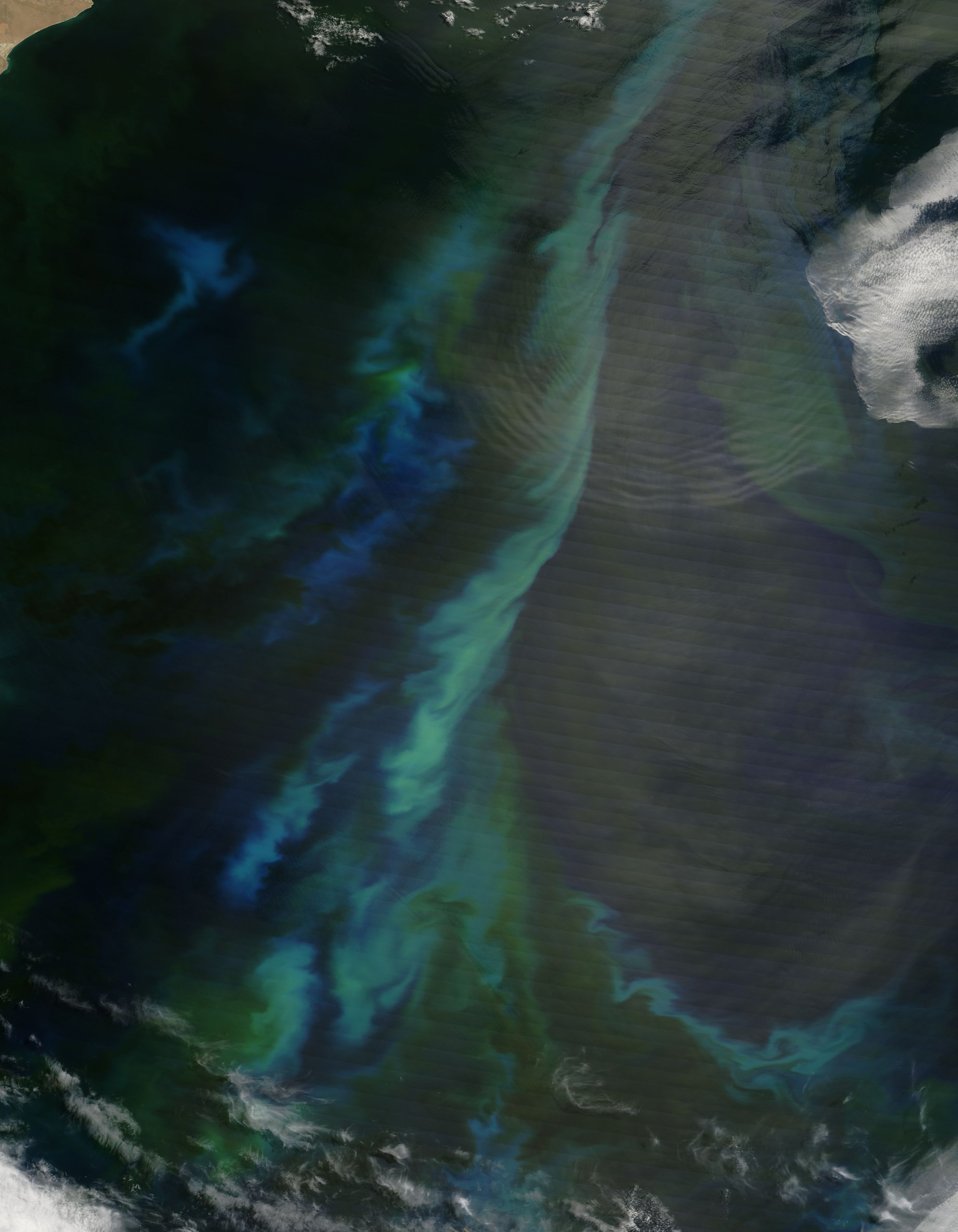 Phytoplankton bloom off Argentina - related image preview