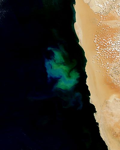 Phytoplankton bloom off the coast of Namibia - related image preview