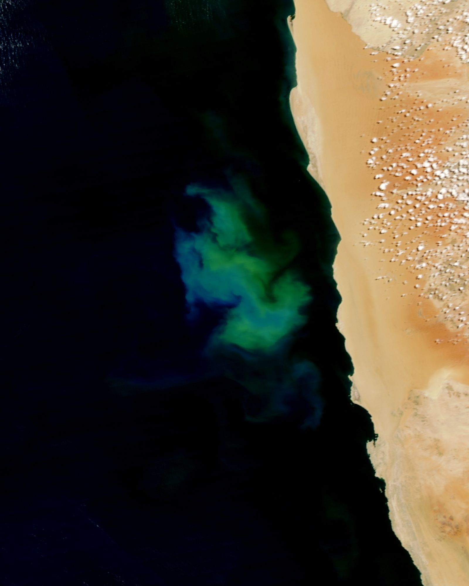 Phytoplankton bloom off the coast of Namibia - related image preview