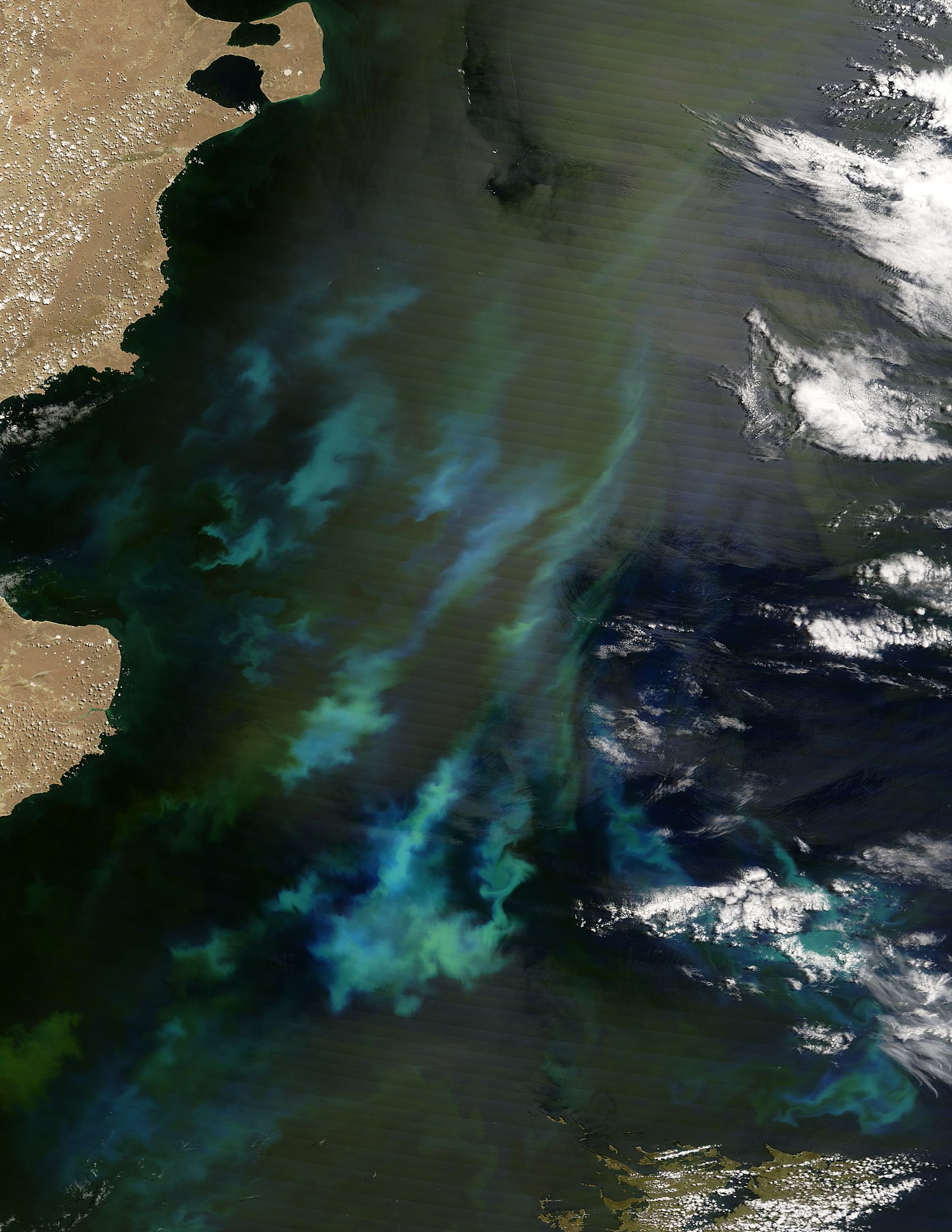 Phytoplankton bloom off Argentina - related image preview