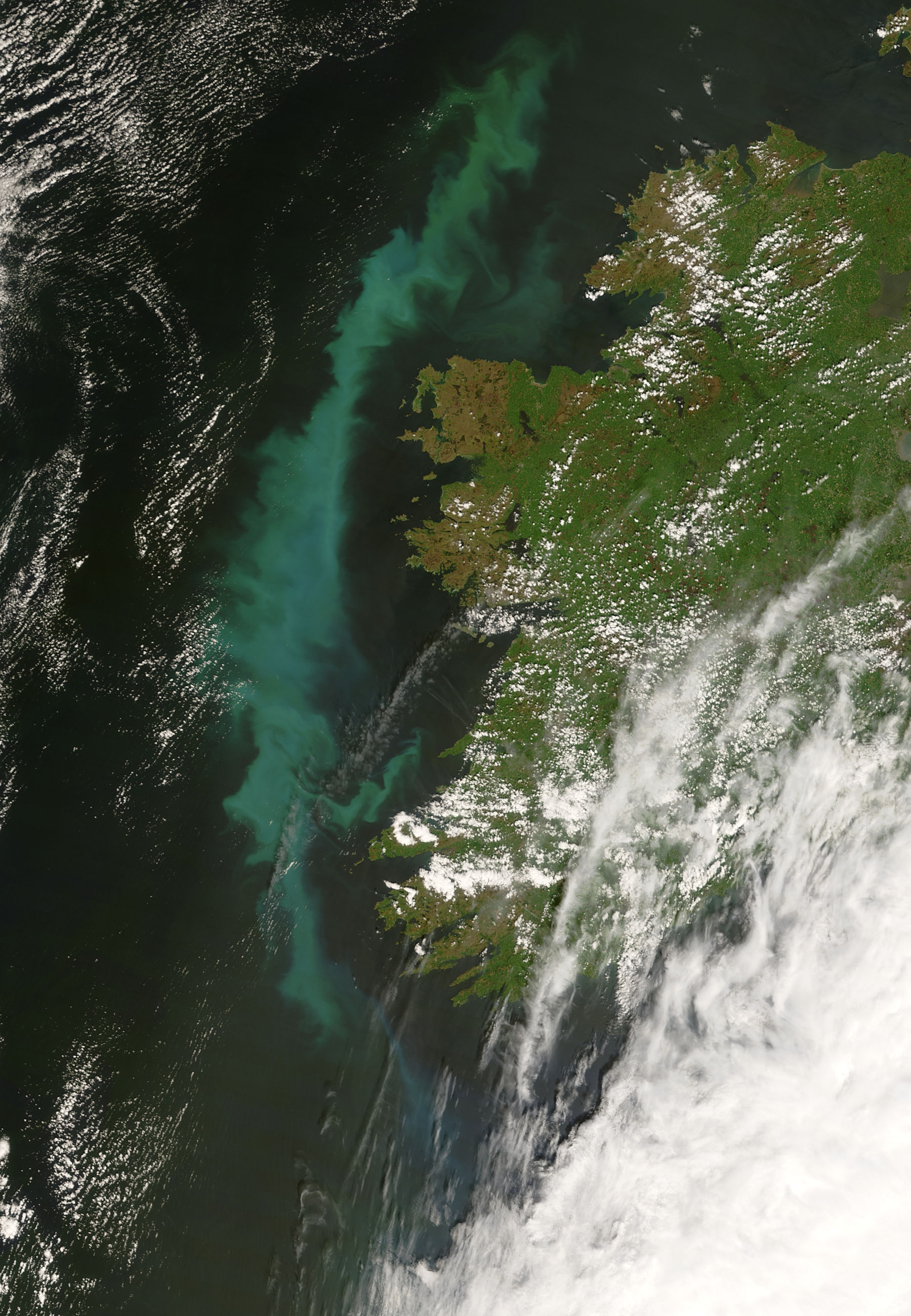Phytoplankton bloom off Ireland - related image preview