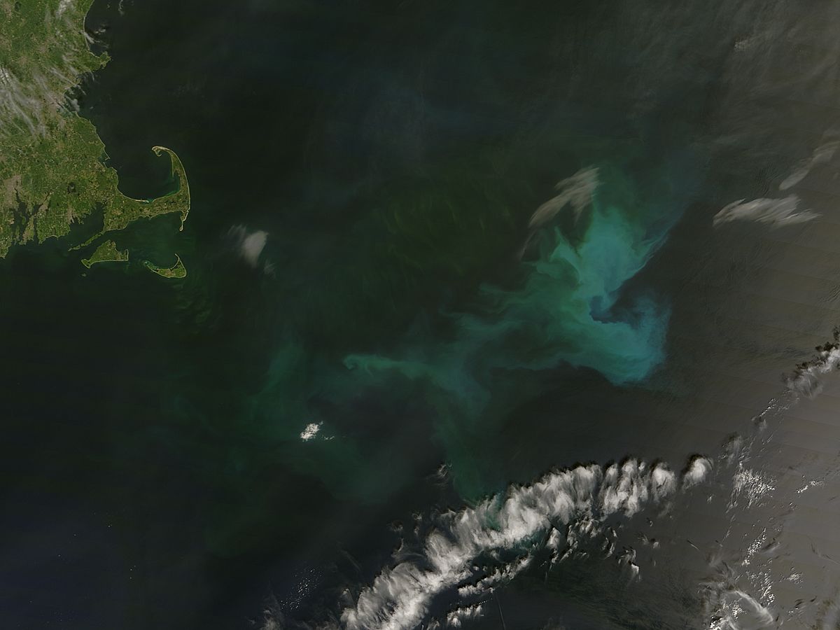 Phytoplankton bloom off New England - related image preview