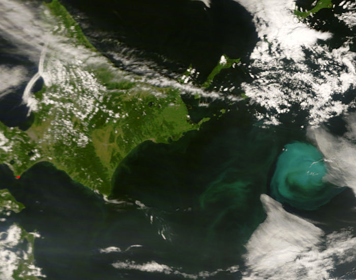 Phytoplankton bloom off Japan - related image preview