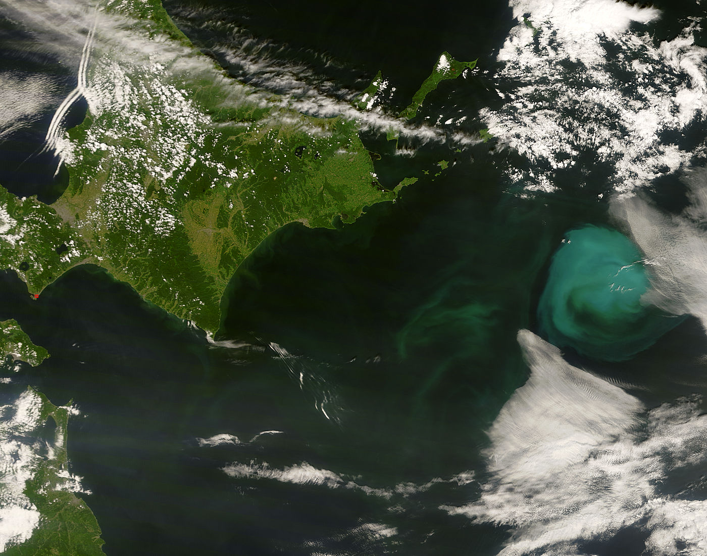 Phytoplankton bloom off Japan - related image preview