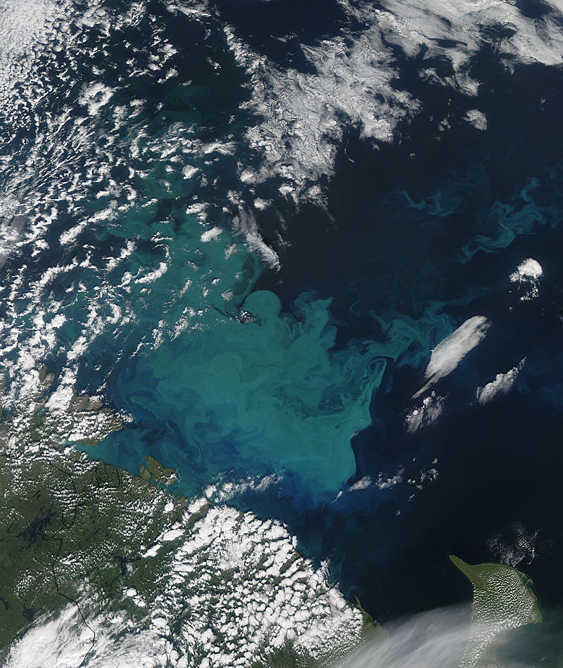 Phytoplankton bloom in the Barents Sea - related image preview