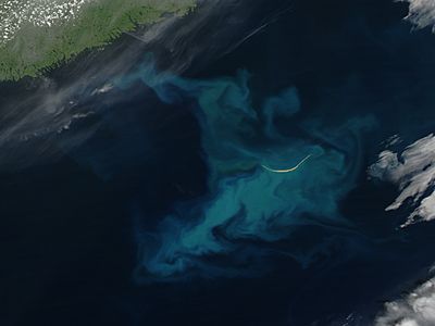 Phytoplankton bloom around Sable Island, Nova Scotia - related image preview