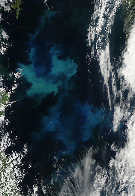 Phytoplankton bloom in the North Sea - image thumbnail
