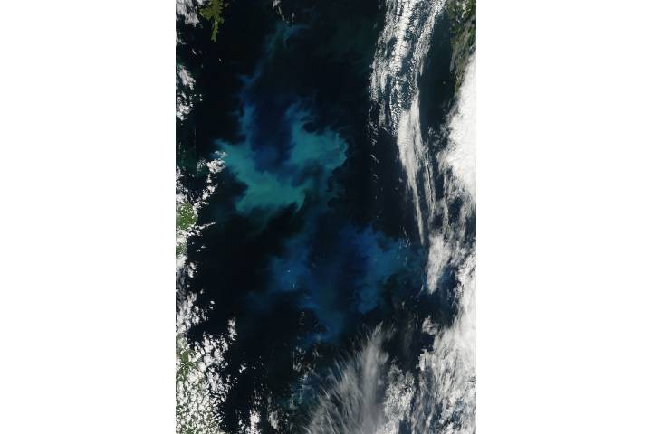 Phytoplankton bloom in the North Sea - related imagethumbnail