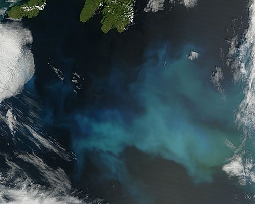 Phytoplankton bloom off Newfoundland - related image preview