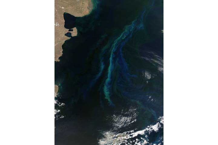 Phytoplankton bloom off Argentina - selected image
