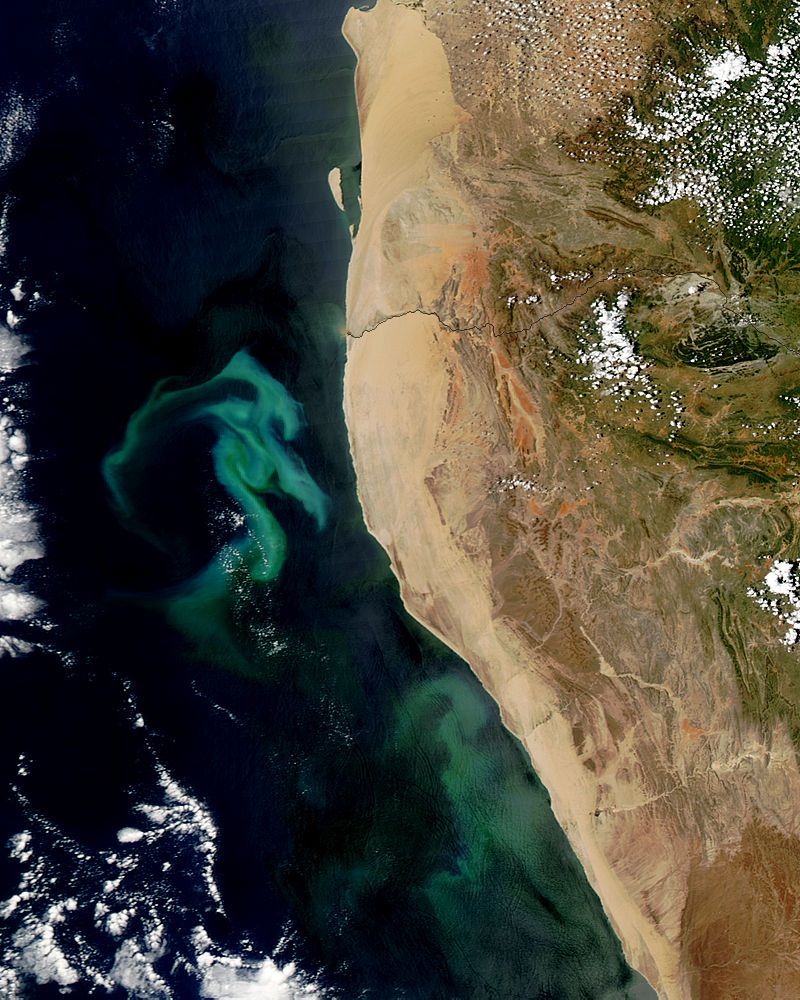 Phytoplankton bloom off the coast of Namibia - related image preview